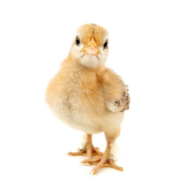 istock A small chick of bantam silkie isolated on a white background. 7 days old 1128847896