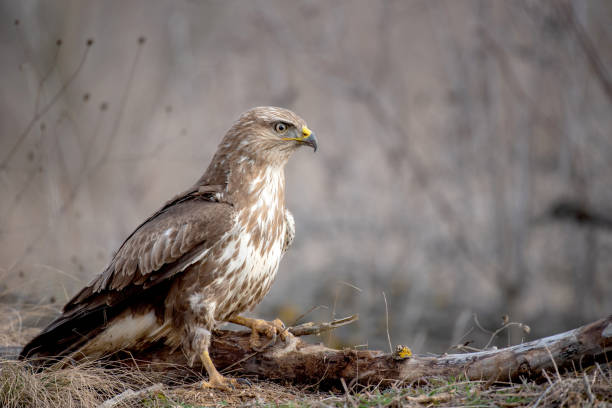 istock Common buzzard, Buteo buteo, stands on a broken branch 1128847914