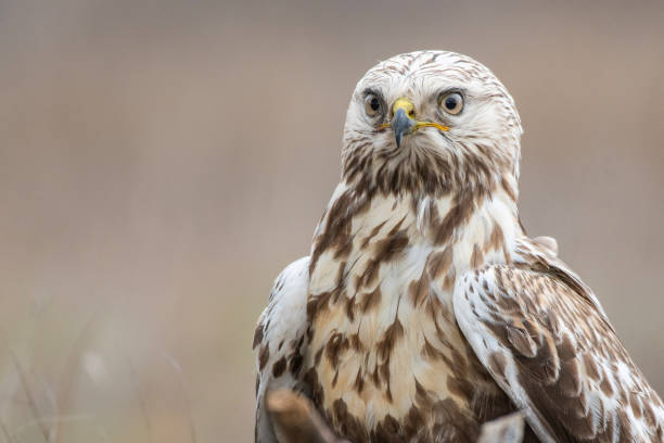 istock Rough-legged Buzzard. Buteo lagopus. Close-up portrait. Male. 1128847921