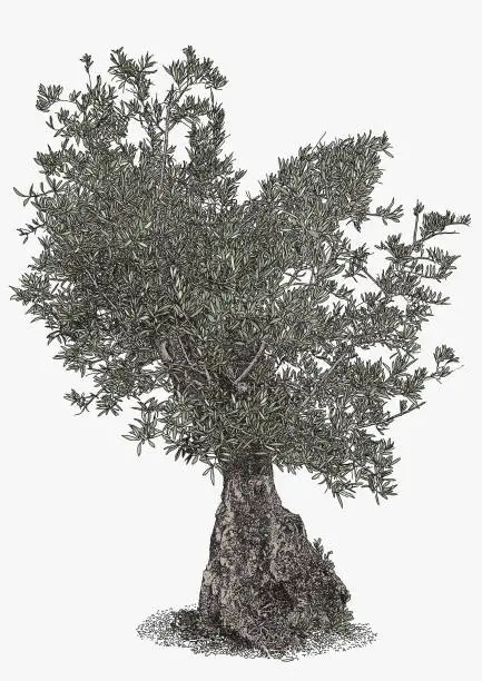 Vector illustration of Ancient Olive Tree