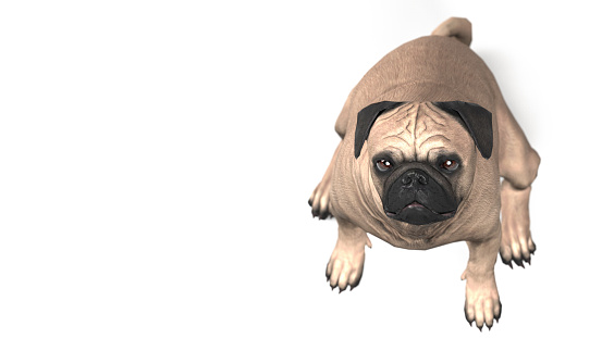 Pug dog pet looking above with unhappy expression 3d illustration