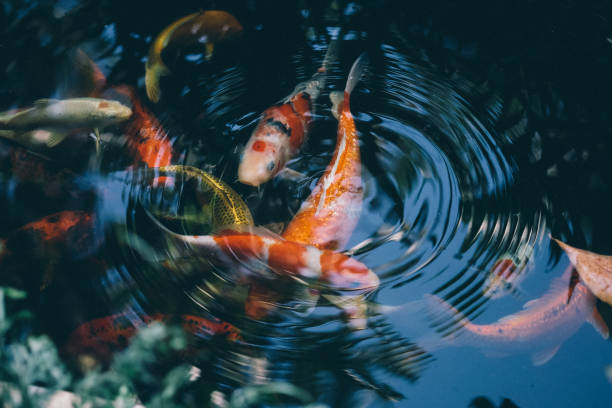 istock Koi fish in the pond in the garden 1128848358