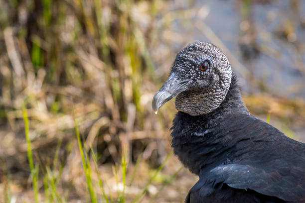 istock A Black Vulture in Everglades National Park, Florida 1128849294
