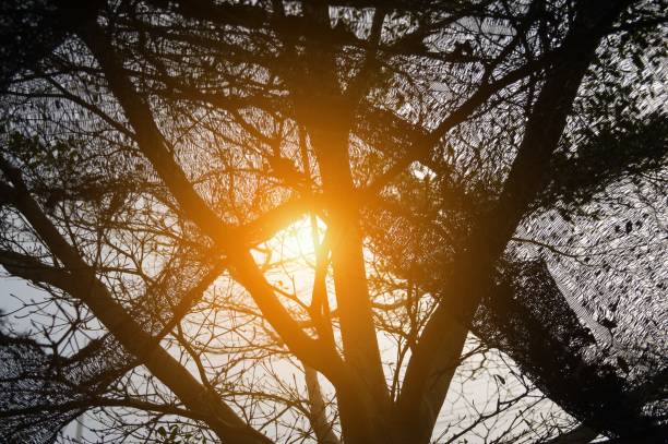close up leaf tree and sunlight in nature garden