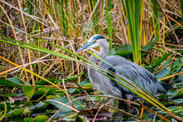 istock A Great Blue Heron in Everglades National Park, Florida 1128850072
