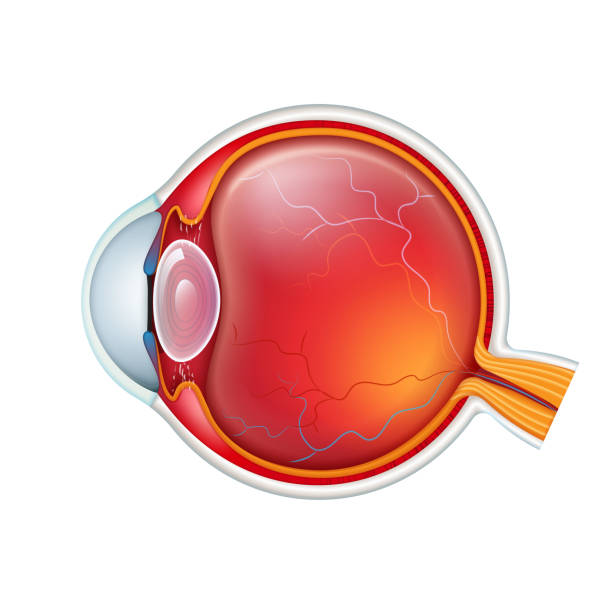 ilustrações, clipart, desenhos animados e ícones de vector olho humano crossection fechar isolado no branco baclground - cornea