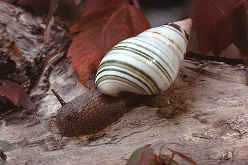 Brown garden snail on white background