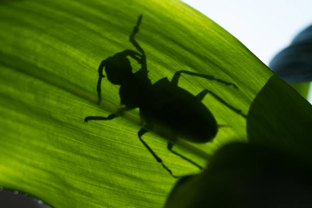 istock Shadow of insect's legs on bright green leaf 1128850946