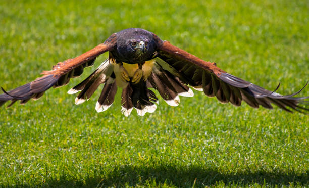 Eagle Beak Raptor - Free photo on Pixabay