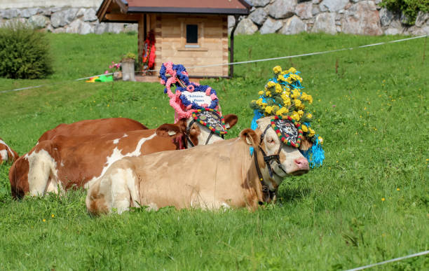 istock Almabtrieb Customs Agriculture Cows Tyrol Bavaria 1128851664