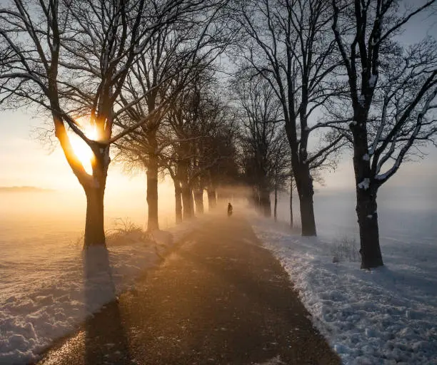 Nebel Allee Cycling Winter Snow Trees Munich Bavaria