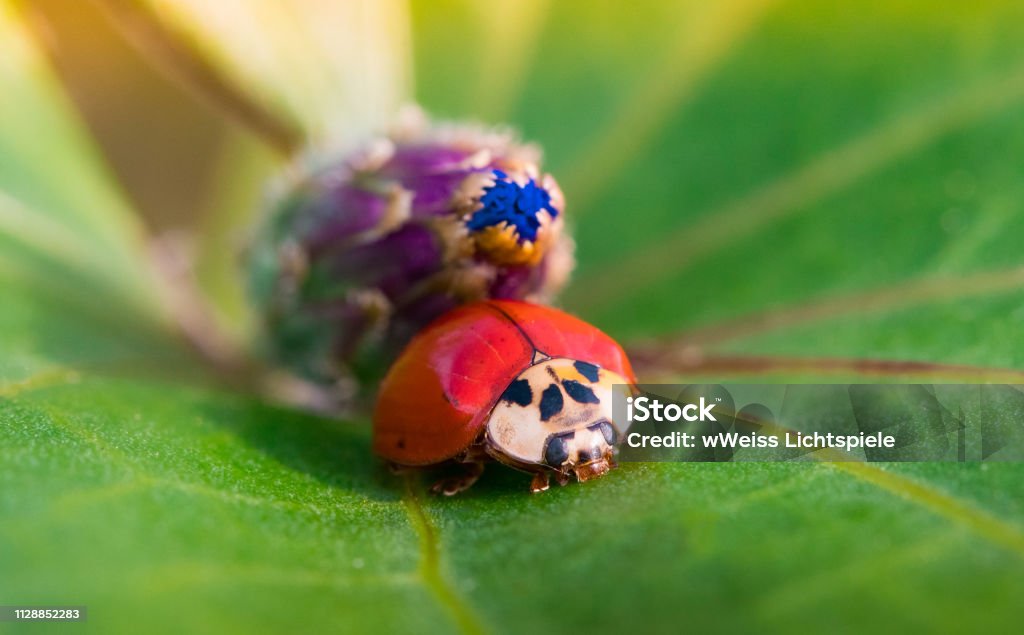 Ladybug Portrait in a Blossom Eternal Youth Young Stay Ladybug portrait in a bloom Eternal youth Stay young Adolescence Stock Photo