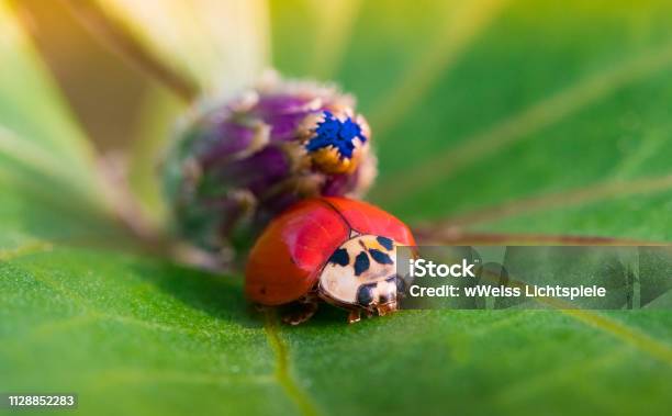 Ladybug Portrait In A Blossom Eternal Youth Young Stay Stock Photo - Download Image Now