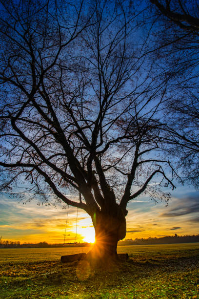 istock Swing on bizarre tree Germering sun swing sun rise relaxation playground 1128852309