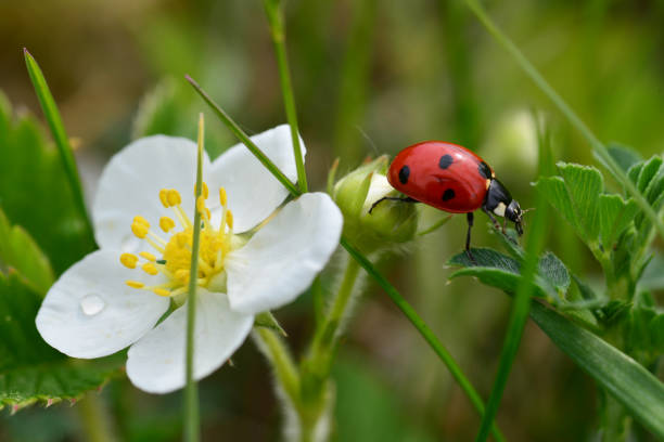 coccinella su fiore fragola selvatica - ladybug grass leaf close up foto e immagini stock