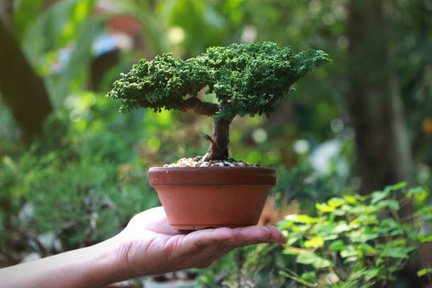 istock Sekka Hinoki Japanese bonsai Tree on Hand 1128854012