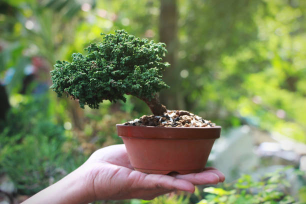 istock Sekka Hinoki Japanese bonsai Tree on Hand 1128854013