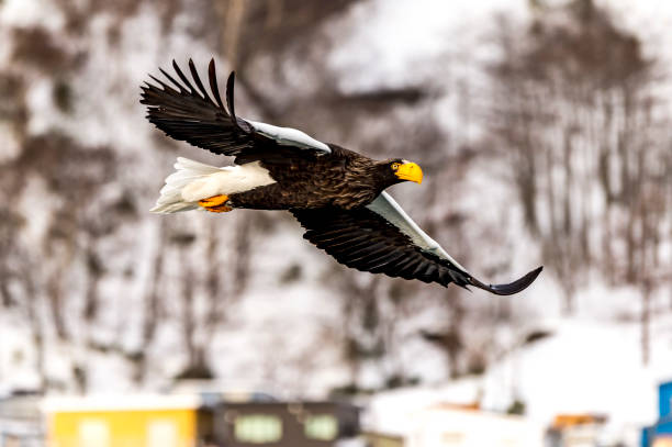 istock Flying Predatory Stellers Sea-eagle 1128857421
