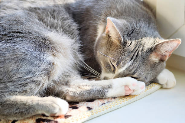 istock Beautiful gray cat close-up sleeping on a white windowsill 1128859344