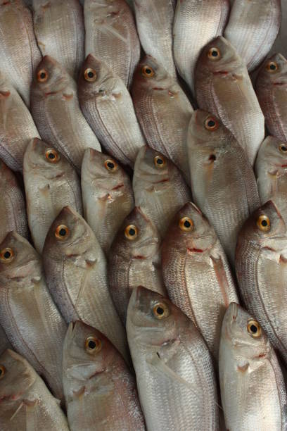 istock Pageots on a fish market stall 1128859946