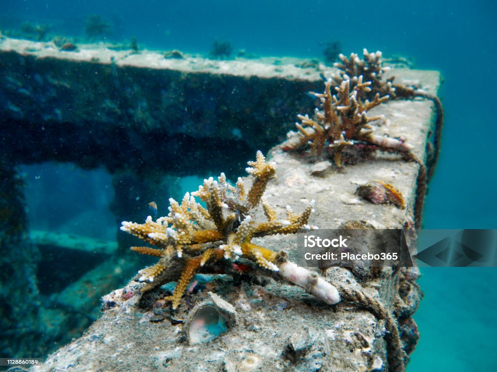 casado Planta Increíble Underwater Eco Tourism Artificial Reef Innovative Coral Restoration Project  Viking Bay Phi Phi Islands Thailand Stock Photo - Download Image Now -  iStock