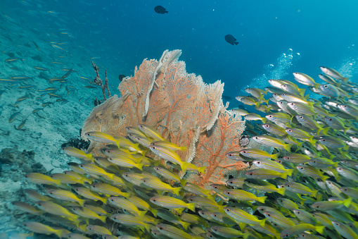 Coral reefs are the one of earths most complex ecosystems, containing over 800 species of corals and one million animal and plant species. Here we see a shallow coral reef with Gorgonian Sea fan corals supporting shoals of Bigeye Snapper (Lutjanus lutjanus). The large school of fish group together as a means of protection from predators. Coral reefs are also critical in the carbon cycle of planet earth. They absorb calcium ions and dissolved carbon dioxide from the water. The location are the Bida Islands, Phi Phi Archipelago, Andaman Sea, Krabi, Thailand.  Image taken using Sony mirrorless camera in underwater housing, with Iron Z330 strobe.