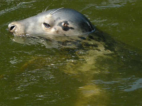 seal in the water