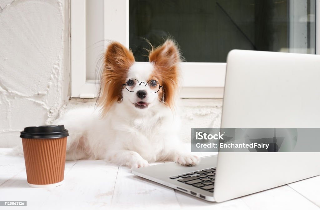 Working Dog Cute Dog Is Working On A Silver Laptop With A Cup Of