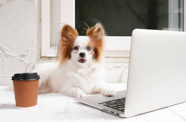 working dog. Cute dog is working on a silver laptop with a cup of coffee. Dog breed : Continental Toy Spaniel Papillon. stock photo