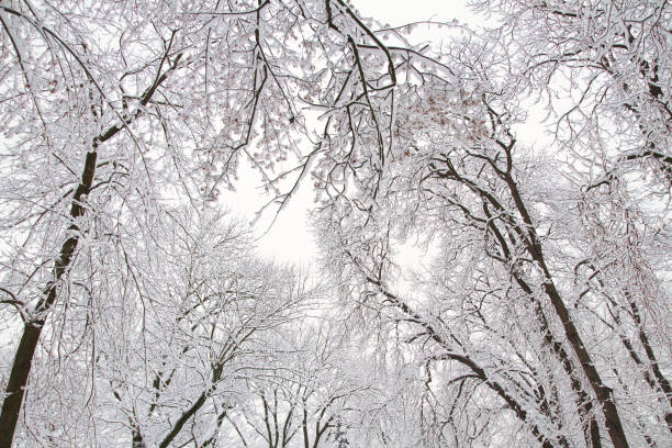 istock Winter background of snowy tree branches against sky. Trees covered with snow 1128864233
