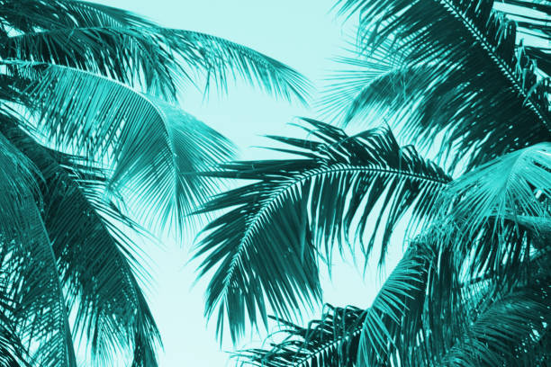 istock Vintage coconut leaves and sky background,green theme. 1128864437
