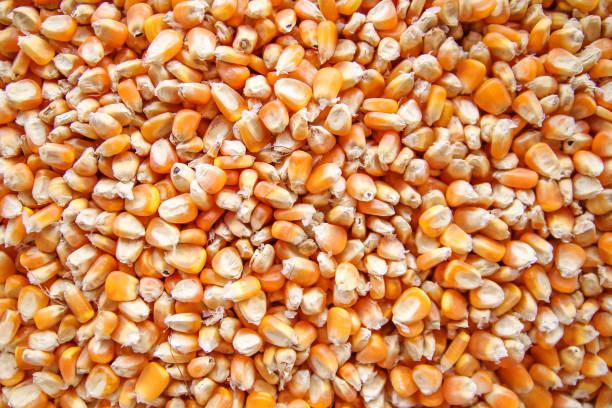 istock yellow grains of corn background 1128865572