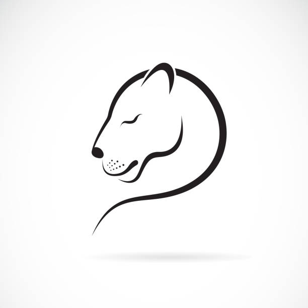 illustrations, cliparts, dessins animés et icônes de vecteur de la conception de la lionne sur fond blanc. animaux sauvages. logo de lionne ou icône. illustration simple vectoriels éditables de couches. - lioness