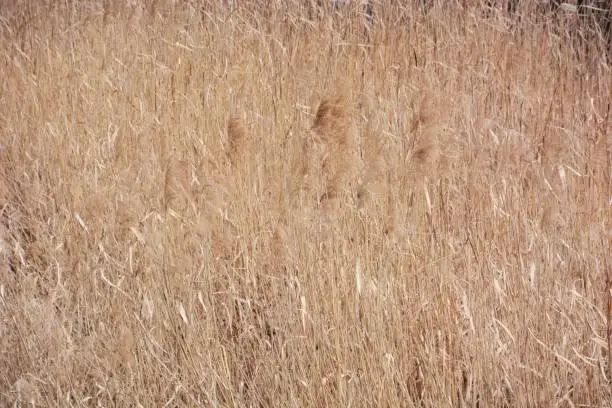 Japanese pampas grass on the riverside in winter