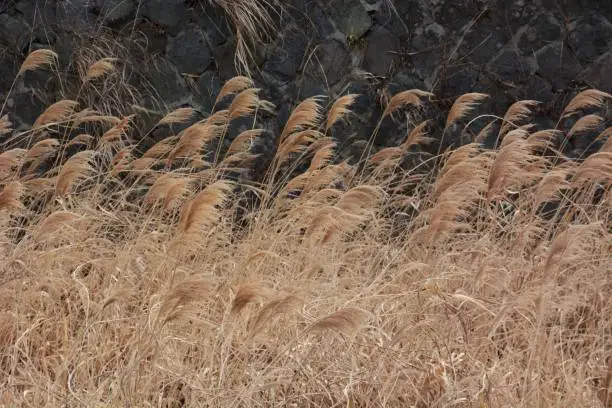 Japanese pampas grass on the riverside in winter