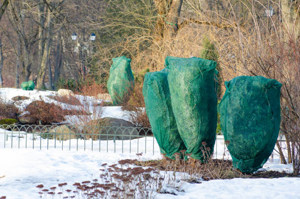 Thaw, plants and trees in a park covered with plastic sheets to protect them from