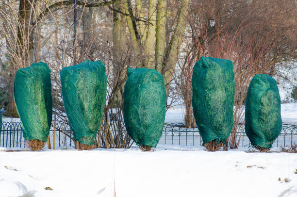 istock Thaw, plants and trees in a park covered with plastic sheets to protect them from 1128868948