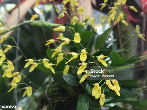 Foto de Closeup De Bem Pequenas Flores De Orquídea Amarela Pequena e mais  fotos de stock de Abstrato - iStock