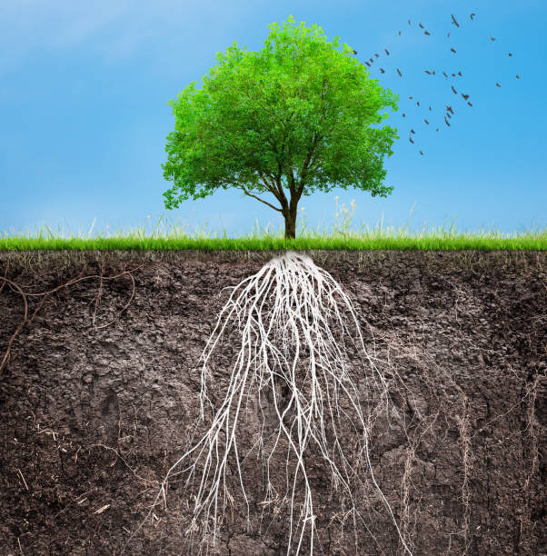 tree and soil with roots and grass 3D illustration stock photo
