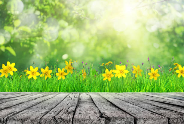 wooden table and spring grass and tree leaves background stock photo
