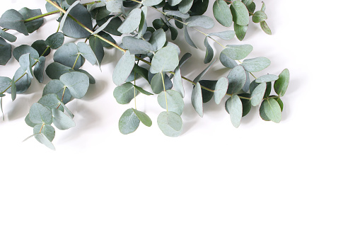 Closeup of green eucalyptus leaves and branches isolated on white table background. Modern floral composition, botanical frame, banner. Feminine styled stock image. Flat lay, top view.