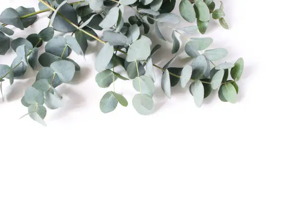 Closeup of green eucalyptus leaves and branches isolated on white table background. Modern floral composition, botanical frame, banner. Feminine styled stock image, flat lay, top view.
