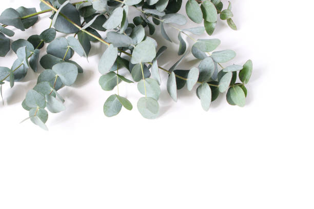 closeup of green eucalyptus leaves and branches isolated on white table background. modern floral composition, botanical frame, banner. feminine styled stock image. flat lay, top view. - eucalyptus tree plants isolated objects nature imagens e fotografias de stock