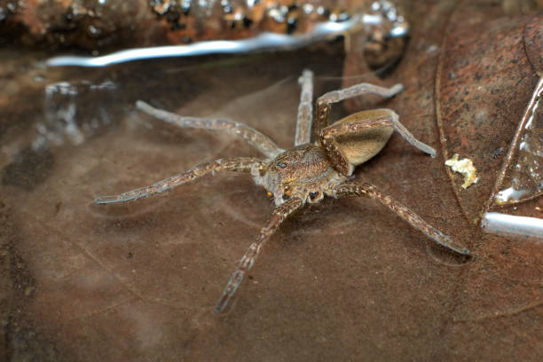 A semi-acquatic great or fen raft spider hunting