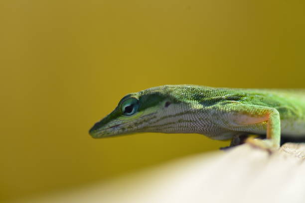 istock Green Anole lizard looking over wood beam edge with sunlight on its back 1128873249