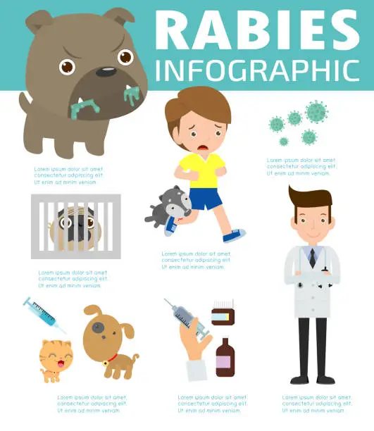 Vector illustration of Rabies infographic, Illustration of rabies describing symptoms and medications or vaccine. cartoon Infographic Vector illustration