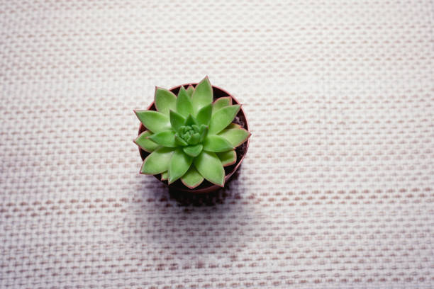 Beautiful succulent plant. Top view