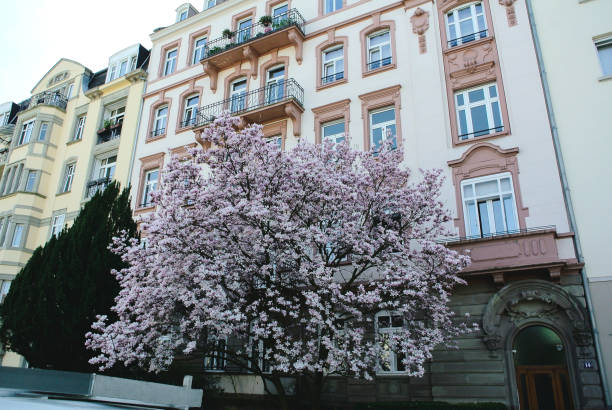 istock Magnolia tree in front of luxury apartment building 1128875016