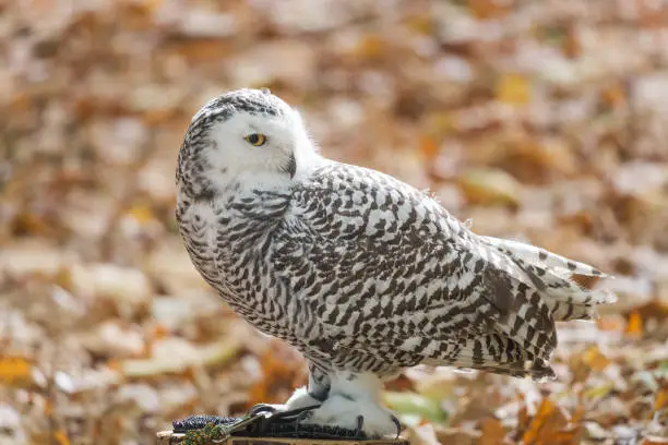 Portrait of The snowy owl, Bubo scandiacus.