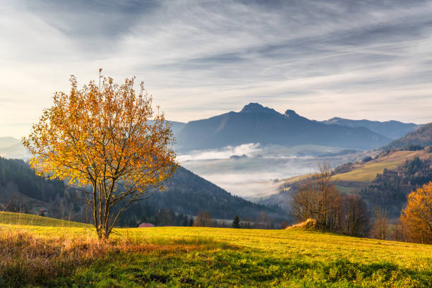 istock Tree in a foreground of autumn landscape with mountains. 1128875139